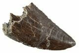 Serrated Tyrannosaur Tooth - Two Medicine Formation #227833-1